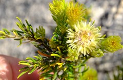 Phylica bolusii