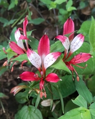 Alstroemeria caryophyllaea