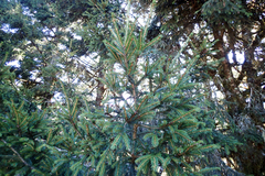 Picea morrisonicola