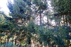 Picea morrisonicola