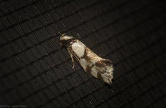 Coesyra hemiphragma