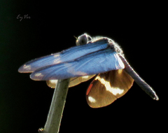 Zenithoptera lanei