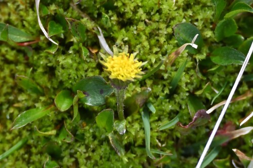 Dark Purple Groundsel (Tephroseris frigida)