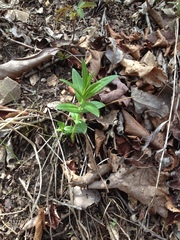 Gentiana puberulenta