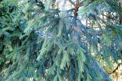 Picea morrisonicola