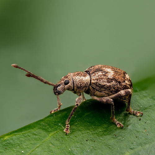 Obscure root weevil photo 5