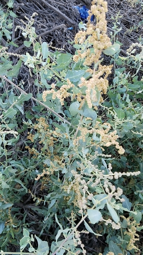 big saltbush (Atriplex lentiformis)