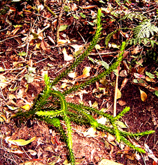 Phlegmariurus gnidioides