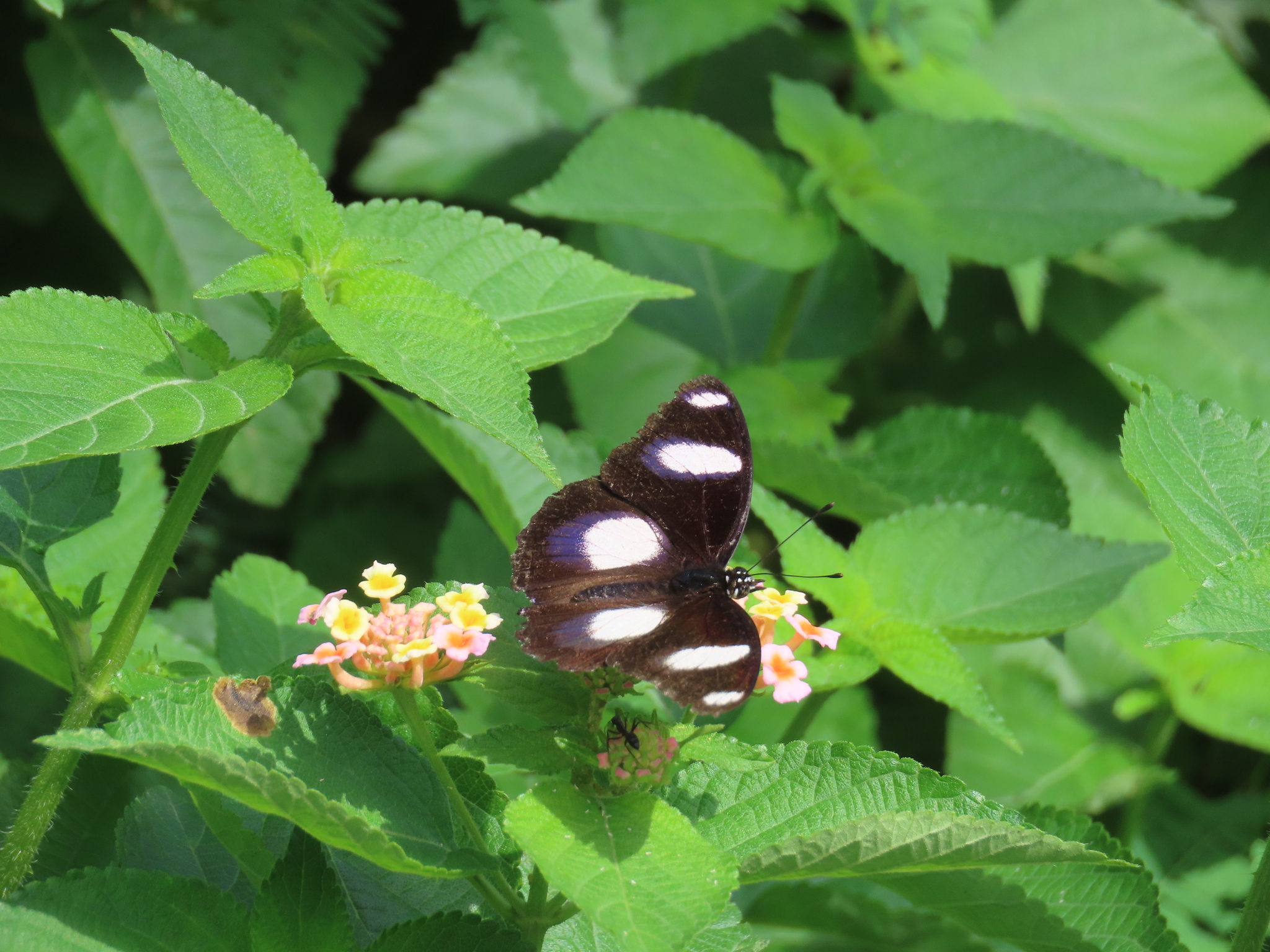 Danaid Eggfly