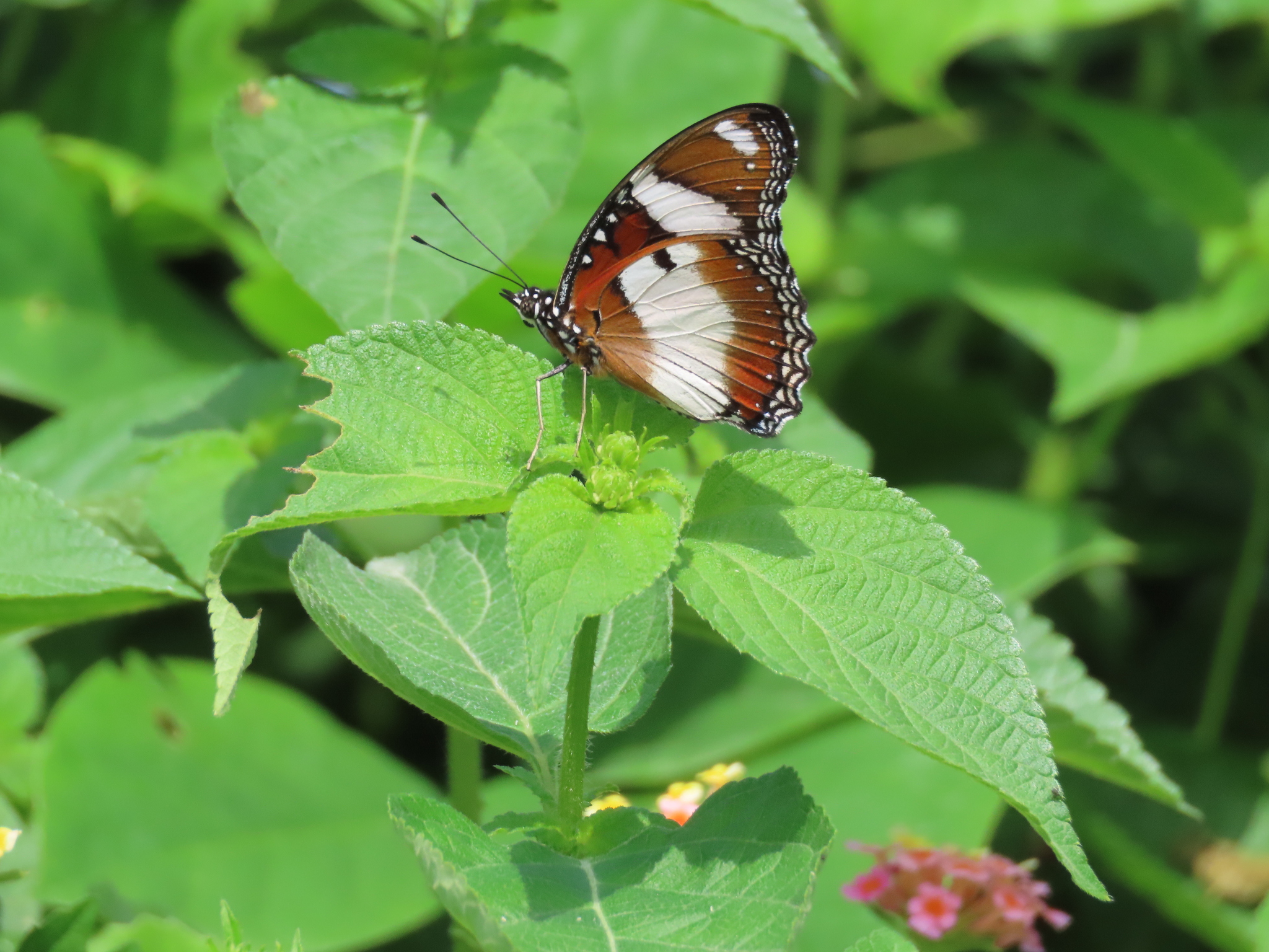 Danaid Eggfly