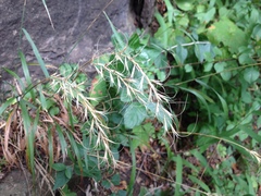 Elymus churchii