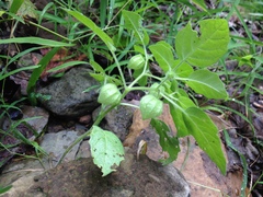 Physalis missouriensis