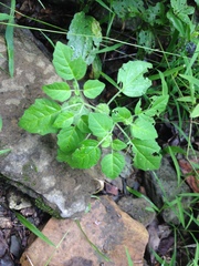 Physalis missouriensis