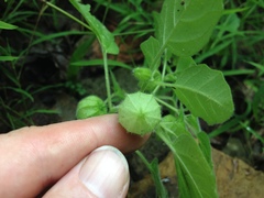 Physalis missouriensis
