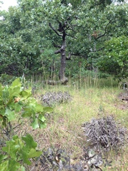 Baptisia bracteata leucophaea