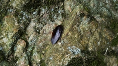 Periplaneta fuliginosa