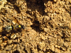 Hoplisoides semipunctatus