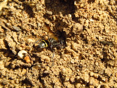 Hoplisoides semipunctatus