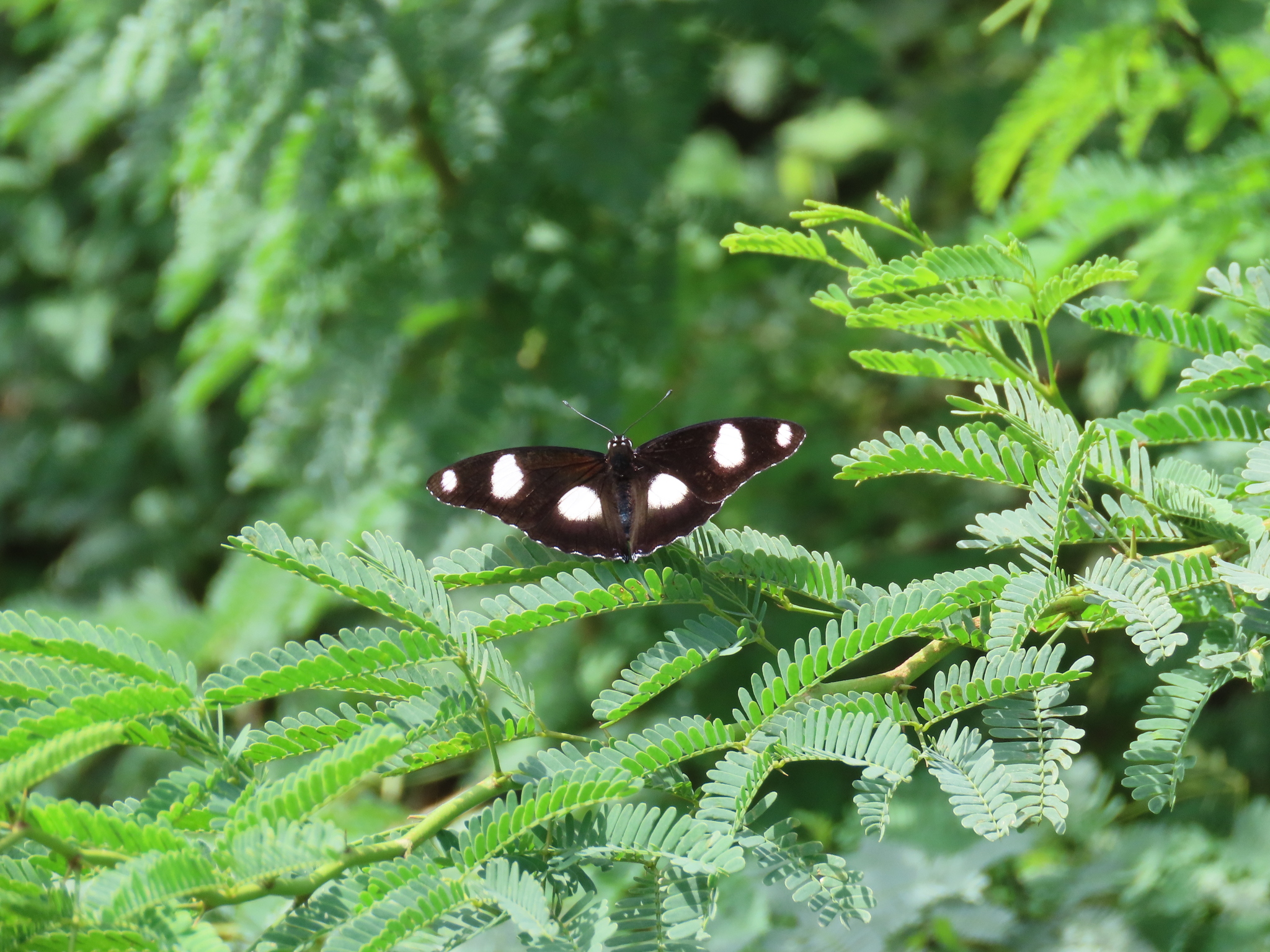 Danaid Eggfly