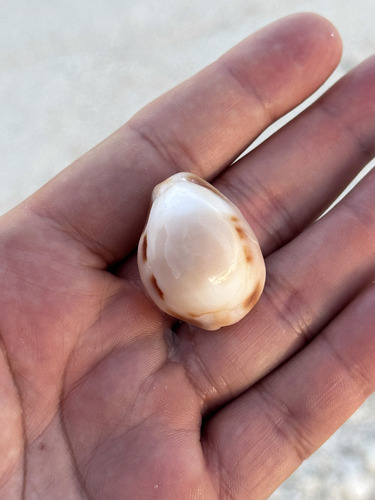 Cypraea observed 2025-01-10