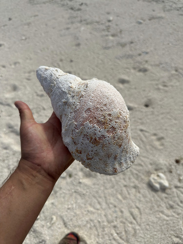 Charonia tritonis observed 2025-01-10