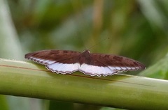 Tanaecia