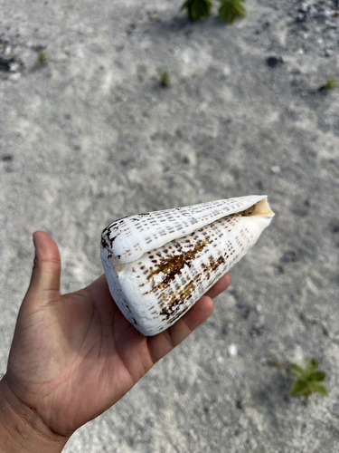 Conus observed 2025-01-10