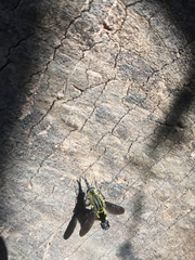 Lepidophora lepidocera