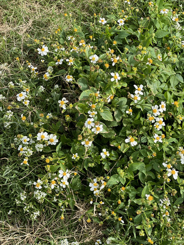 Bidens alba observed 2025-01-12