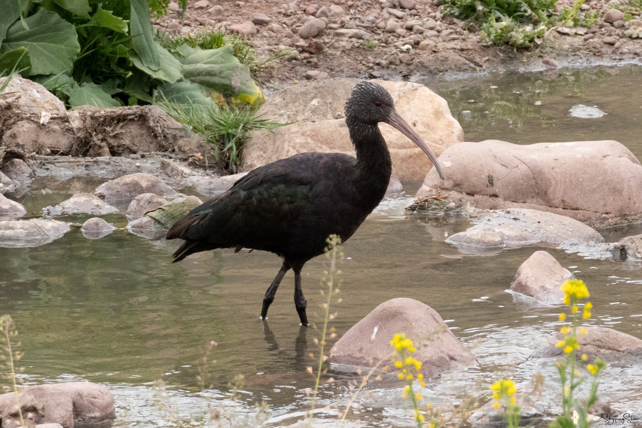 Puna Ibis illustration