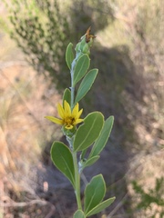 Osteospermum moniliferum septentrionale