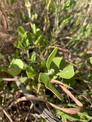 Osteospermum moniliferum septentrionale