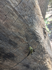 Lepidophora lepidocera