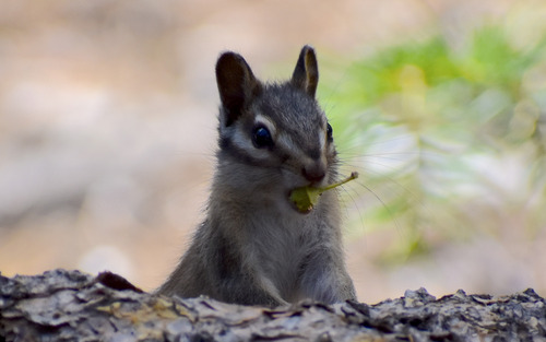 iNaturalist observation photo of Long-eared Chipmunk