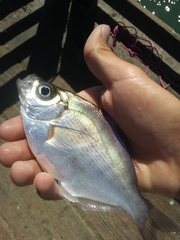 Hyperprosopon argenteum