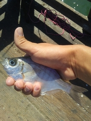 Hyperprosopon argenteum