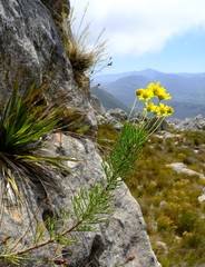 Euryops rupestris dasycarpus