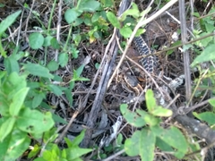 Thamnophis cyrtopsis collaris