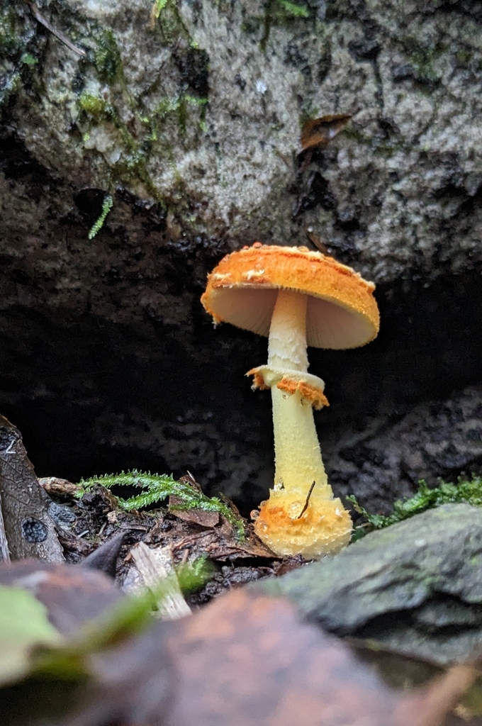 Amanita rubrovolvata · July 2025 · photo: © dona5831 (iNaturalist, cc-by-nc)
