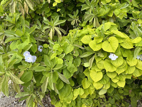 Ipomoea indica observed 2025-01-17