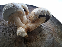 Hemipholiota