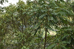 Toxicodendron striatum