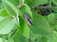 Chalcolepidius approximatus