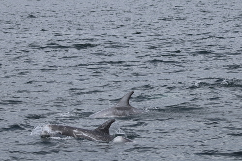 Grampus griseus