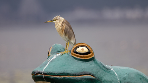 Javan Pond Heron