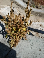 Amaranthus