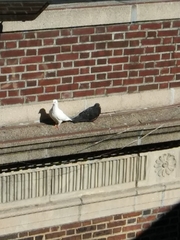 Columba livia