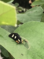 Androloma disparata