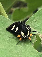Androloma disparata