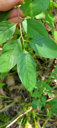 Lanceleaf Buckthorn (Rhamnus lanceolata)